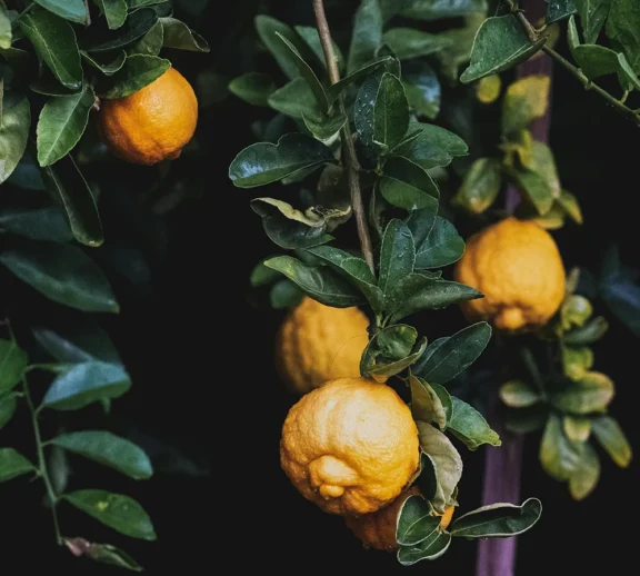 Ballan wrasse climbing gourami amur pike Arctic char, steelhead